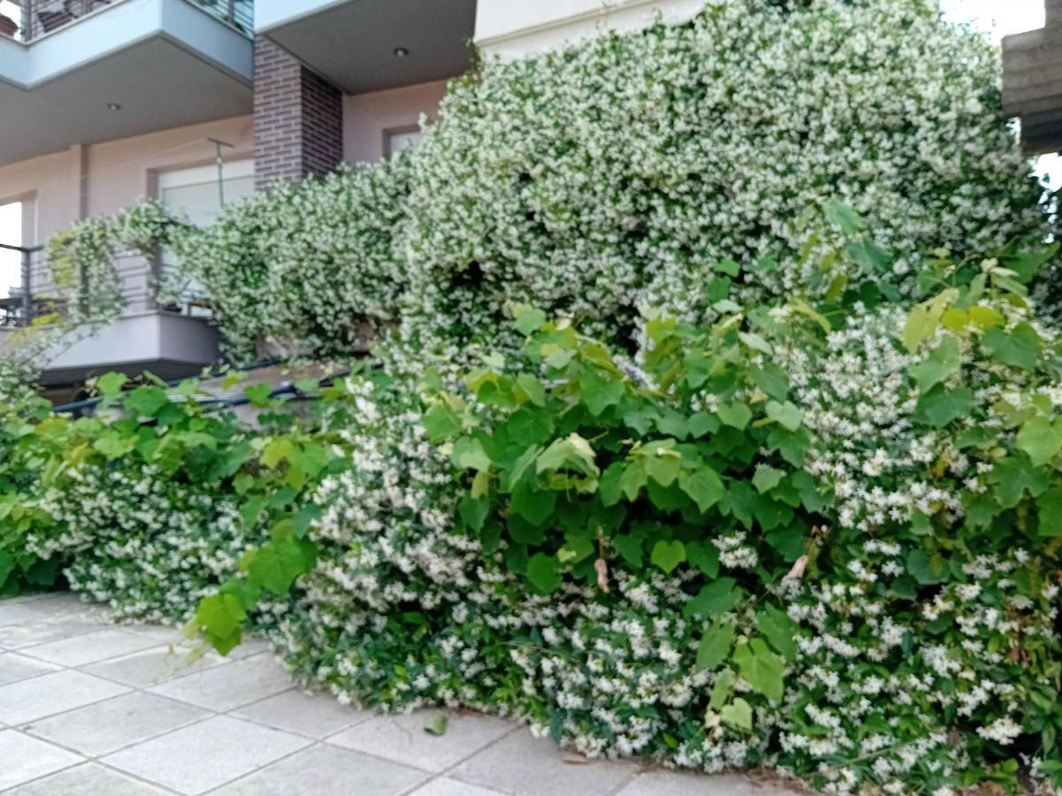 Stella'S Jasmine Διαμέρισμα Θεσσαλονίκη Εξωτερικό φωτογραφία